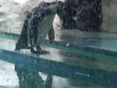 -北戴河圣蓝海洋公园