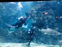 -暹罗海洋世界
