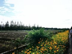 -上海长兴岛郊野公园