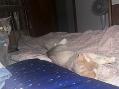 -安安宠医宠物医院·异宠·犬猫内科(岳阳分院)