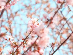 -桃花堤公园