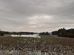 -东湖落雁景区