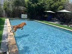 -汪说喵讲宠物乐园宠物酒店(红星美凯龙店)