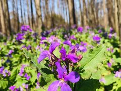 -上海共青森林公园