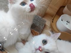-山宅一喵德文卷毛猫舍