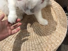 -瞄一喵猫咖(格力海岸店)