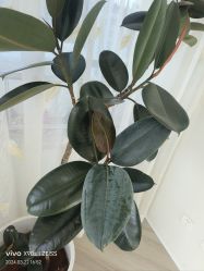 -HEYAN荷妍专业脱毛连锁机构