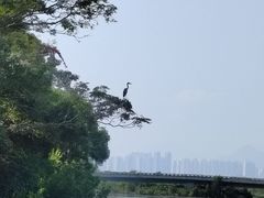 -福田红树林生态公园