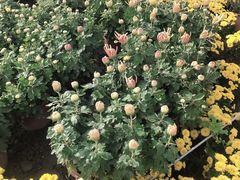 -都江堰玫瑰花溪谷