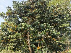 -中国科学院西双版纳热带植物园