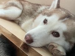 -Husky Go! 哈士奇体验馆·宠物咖啡厅狗咖