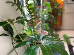 -一尺花园(安和花园店)