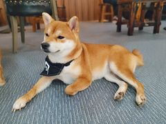 -柴源莊·柴小宠柴犬咖啡