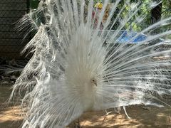 -五龙山野生动物王国