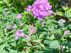 -二沙岛艺术公园