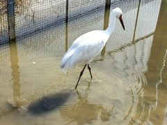 -盐城丹顶鹤湿地生态旅游区