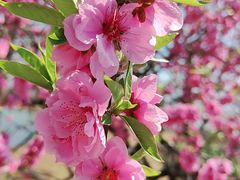 -上海辰山植物园