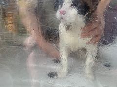 -十年猫舍·猫咪专门店(普陀店)