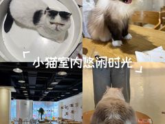 -藏猫猫咖啡主题馆(中央大道店)