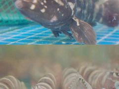 -三亚火车头万人海鲜广场