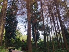 -深圳仙湖植物园
