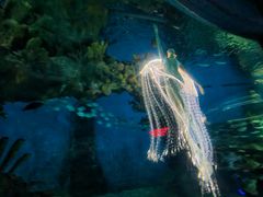 -海合安武汉极地海洋公园