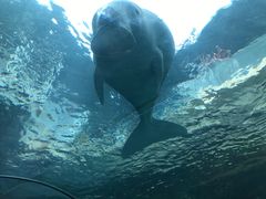 -悉尼海洋生物水族馆