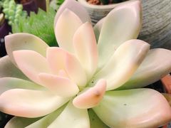 -双季花艺园艺市场(浦东店)