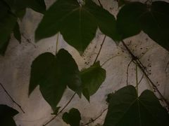 -乔家栅(襄阳南路店)