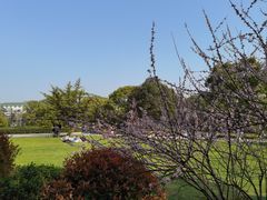 -武汉大学-樱园