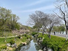 -羊山湖公园