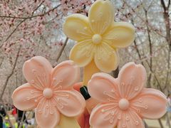 -桃花堤公园