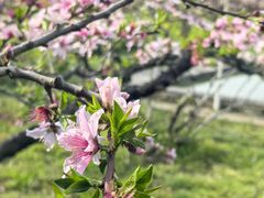 -樂桃源奉贤黄桃种植采摘基地