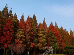 -同里国家湿地公园