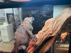 -酷以爬仙阁实体爬宠店·守宫·蜥蜴·专业繁育