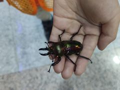 -上海大自然野生昆虫馆(东方明珠·爬宠昆虫探索中心)