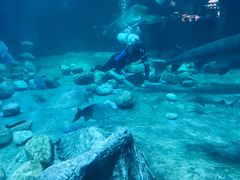 -华夏文旅海洋公园