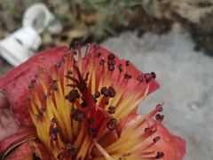 -攀枝花公园