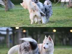 -爪吧宠物乐园 (温榆河示范区店)