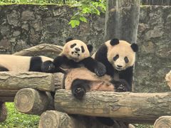 -都江堰中华大熊猫苑