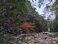 -九龙江国家森林公园