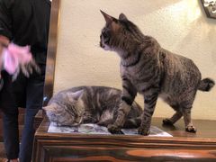 -more than meow吴止猫主题餐厅(承德 中船汇店)