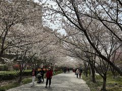 -高东镇樱花园