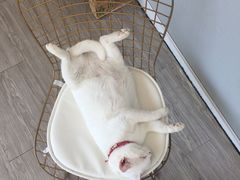 -有猫主题·治愈系猫咖(曾厝垵店)