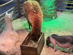 -Zoolung Zoolung动物主题公园(海信广场店)