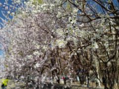 -桃花堤公园