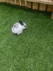 -萌宠亲子动物乐园(槐房万达店)