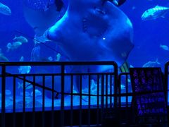 -烟台海昌鲸鲨海洋公园