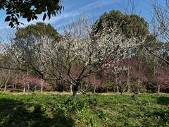 -上海海湾国家森林公园