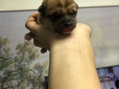 -爱侣宠医·鹦鹉专科·小型哺乳类·异宠专科(灵石路店)